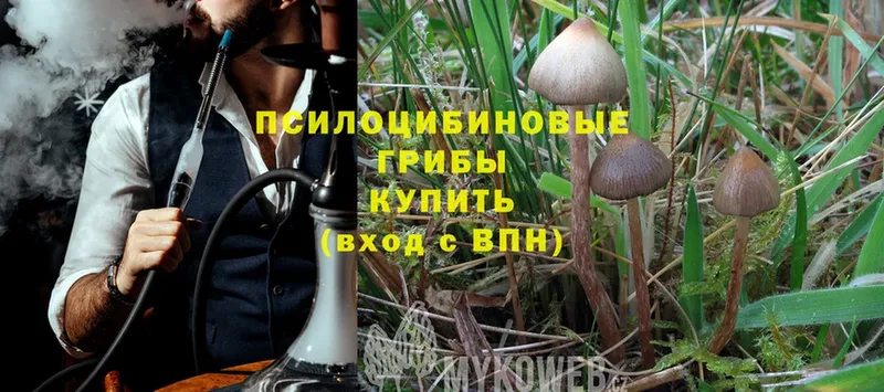 Псилоцибиновые грибы Psilocybe  как найти закладки  Бикин 